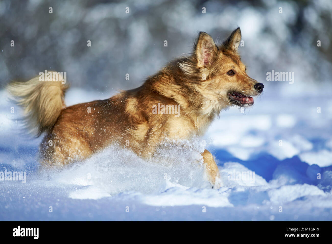 Mixed-breed dog. Adult running in snow. Germany.. Stock Photo