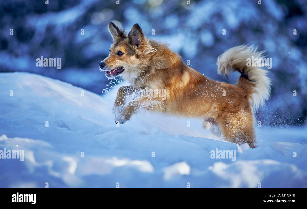 Mixedbreed dog. Adult running in snow. Germany Stock Photo Alamy