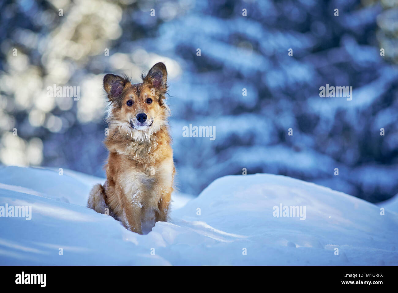 Mixed-breed dog. Adult sitting in snow. Germany.. Stock Photo