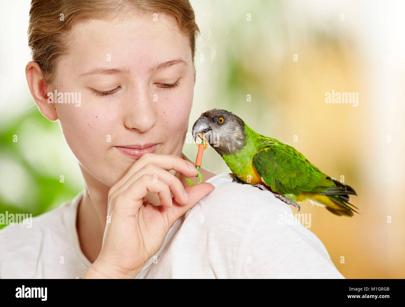 Senegal parrot (Poicephalus senegalus). Adult perched on the shoulder of a girl, playing with a toy. Germany Stock Photo