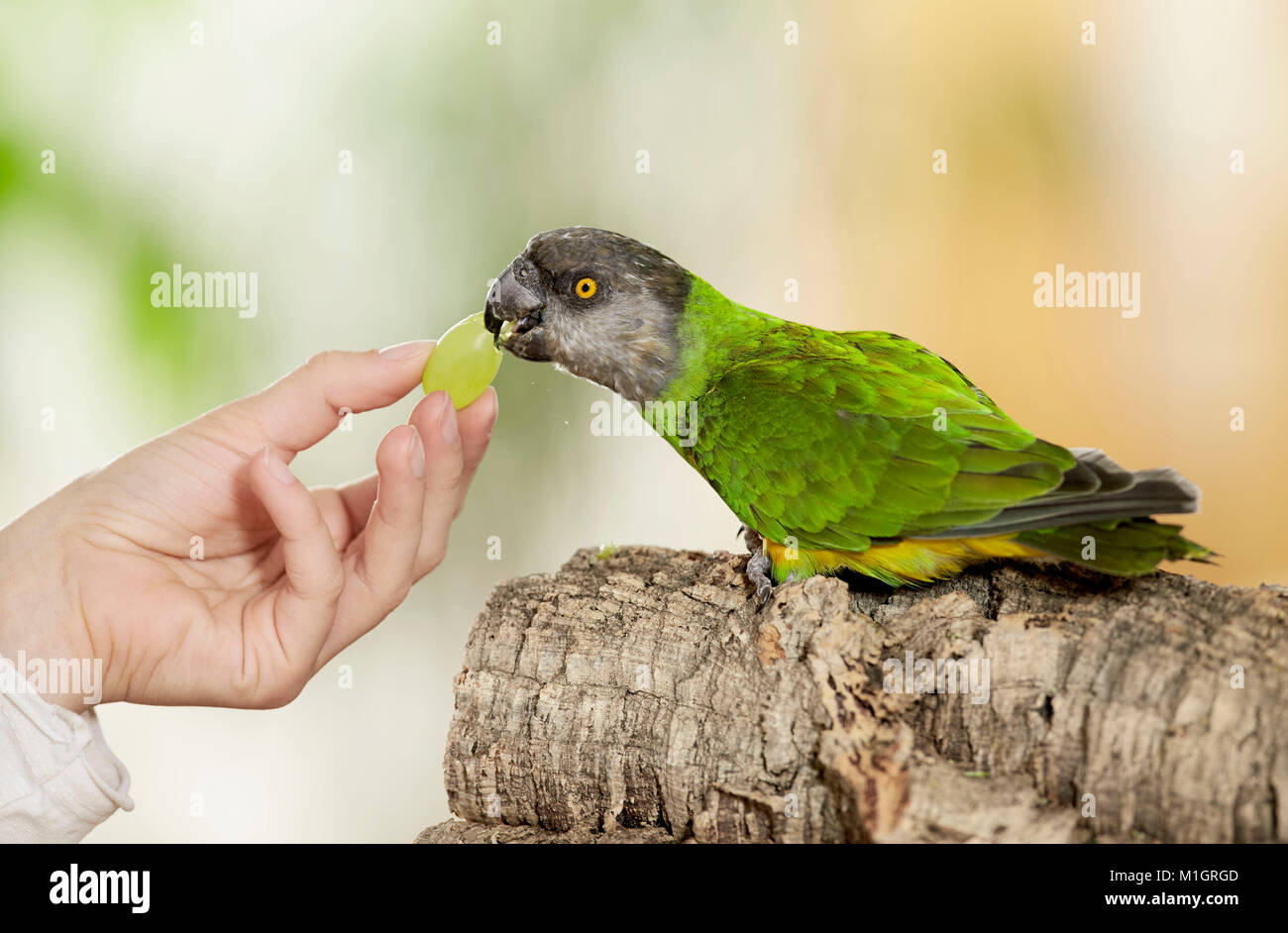 Senegal parrot (Poicephalus senegalus). Adult on hand, eating a grape. Germany Stock Photo