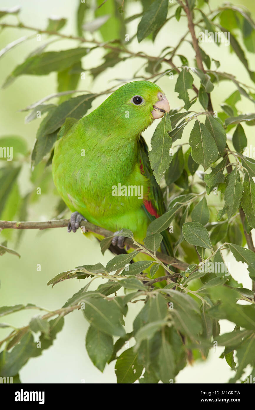 Red-winged Parrot (Aprosmictus erythropterus). Juvenile perched on a willow twig. Germany Stock Photo