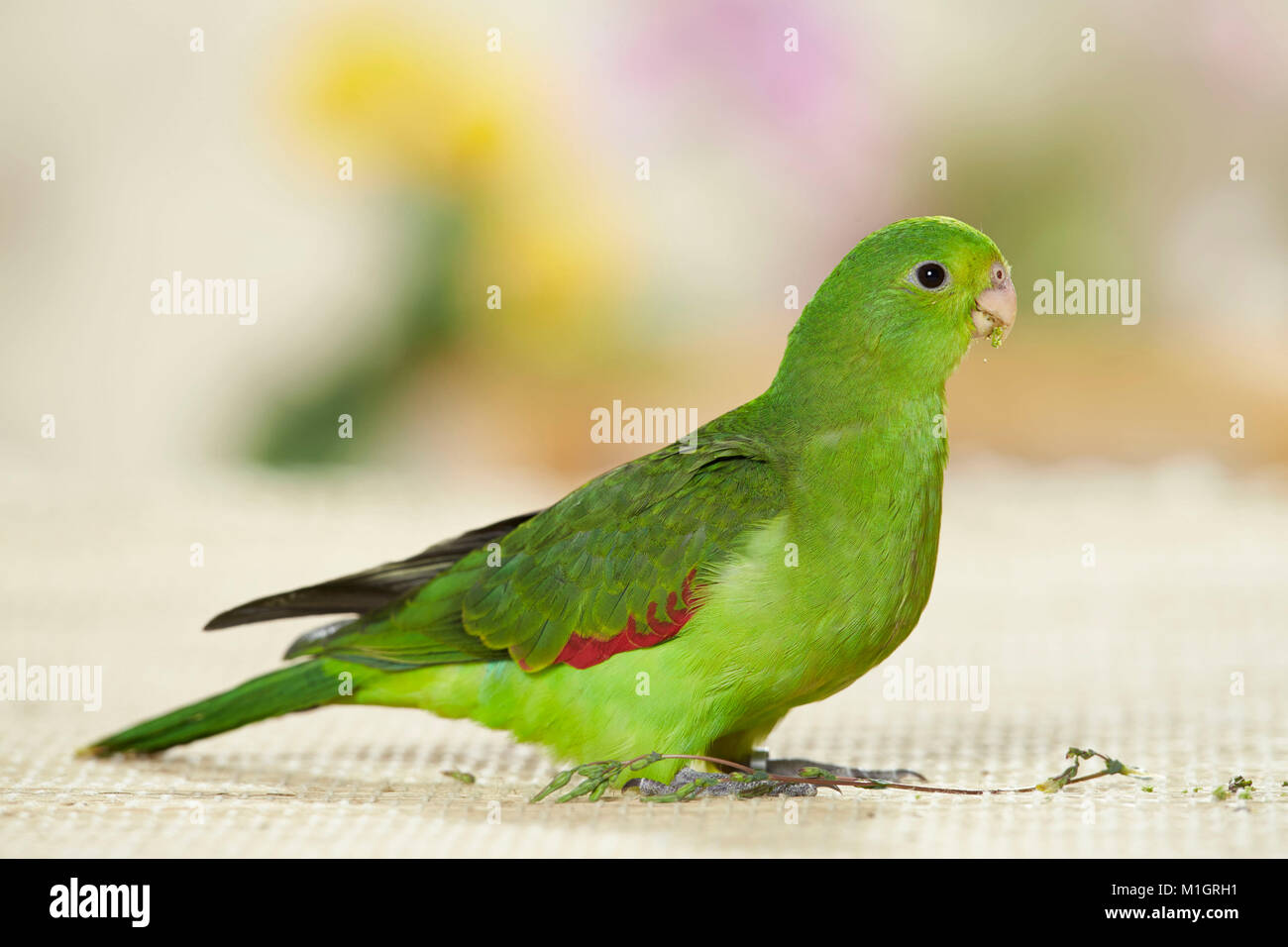 Red-winged Parrot (Aprosmictus erythropterus) Juvenile standing, seen side-on Stock Photo