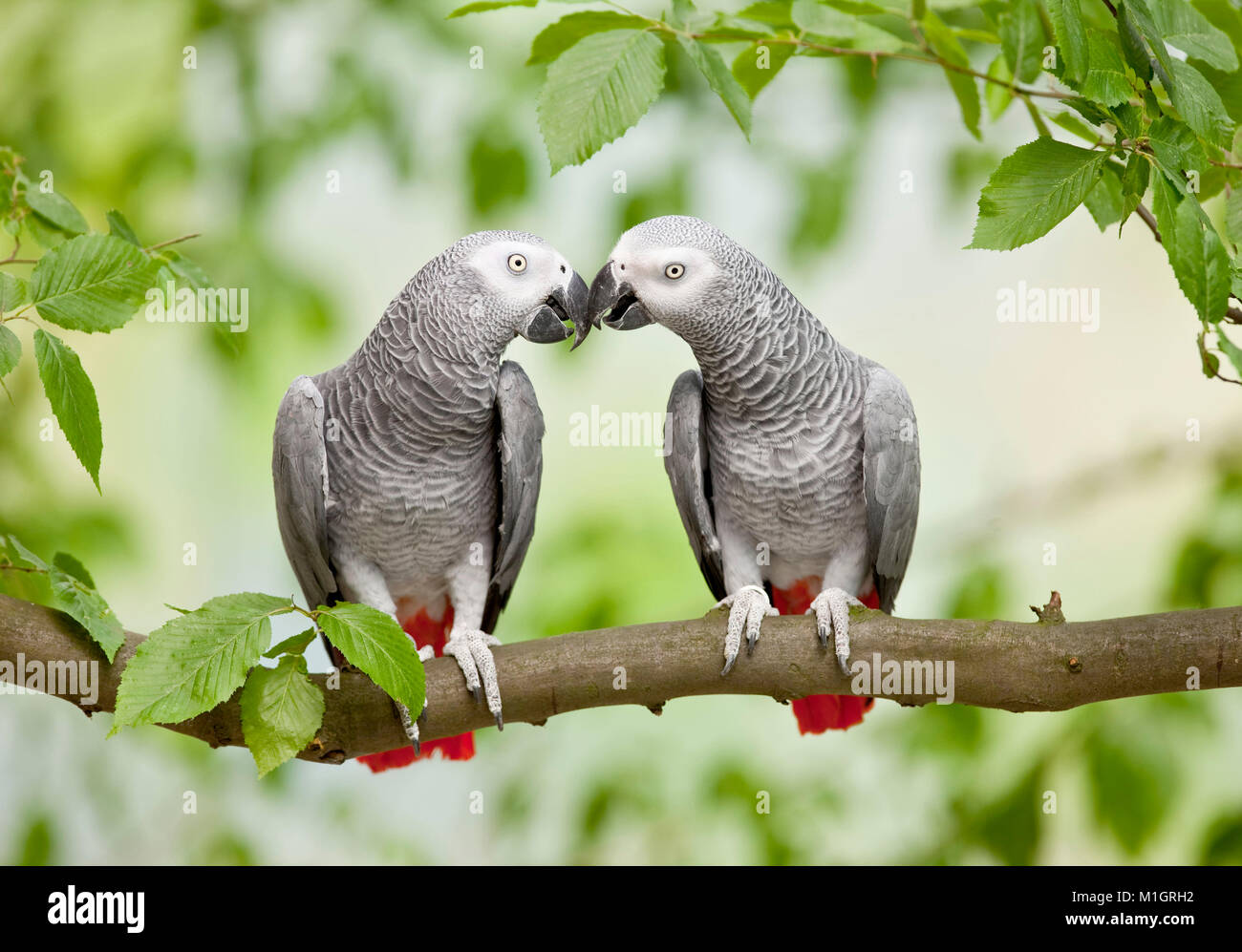 African Grey Parrot (Psittacus erithacus). Pair of adult perched on a branch, billing. Germany Stock Photo