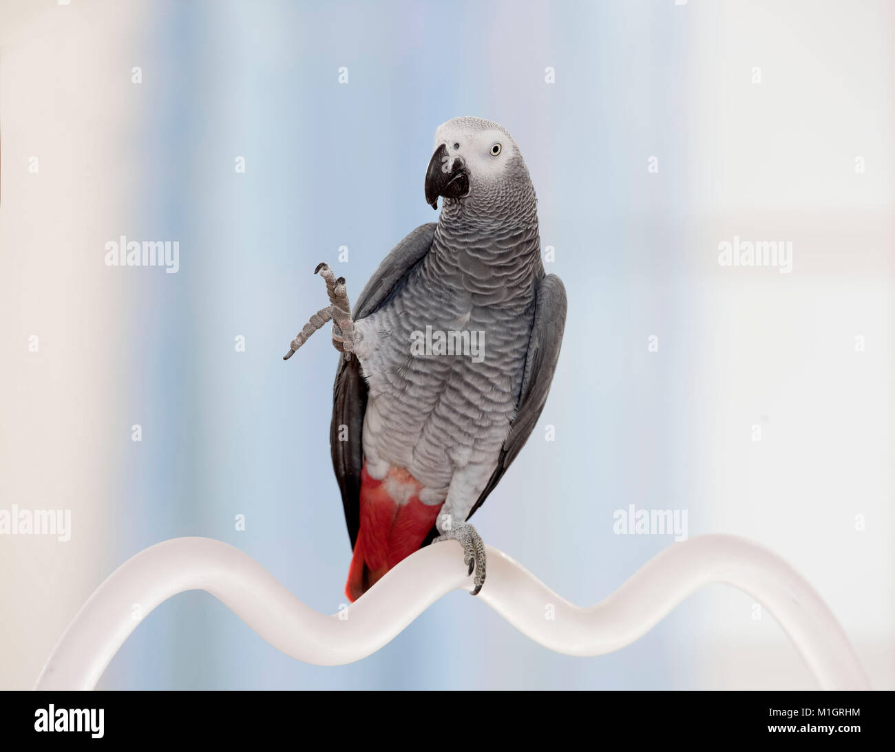 African Grey Parrot (Psittacus erithacus). Adult seems to wave. Germany Stock Photo