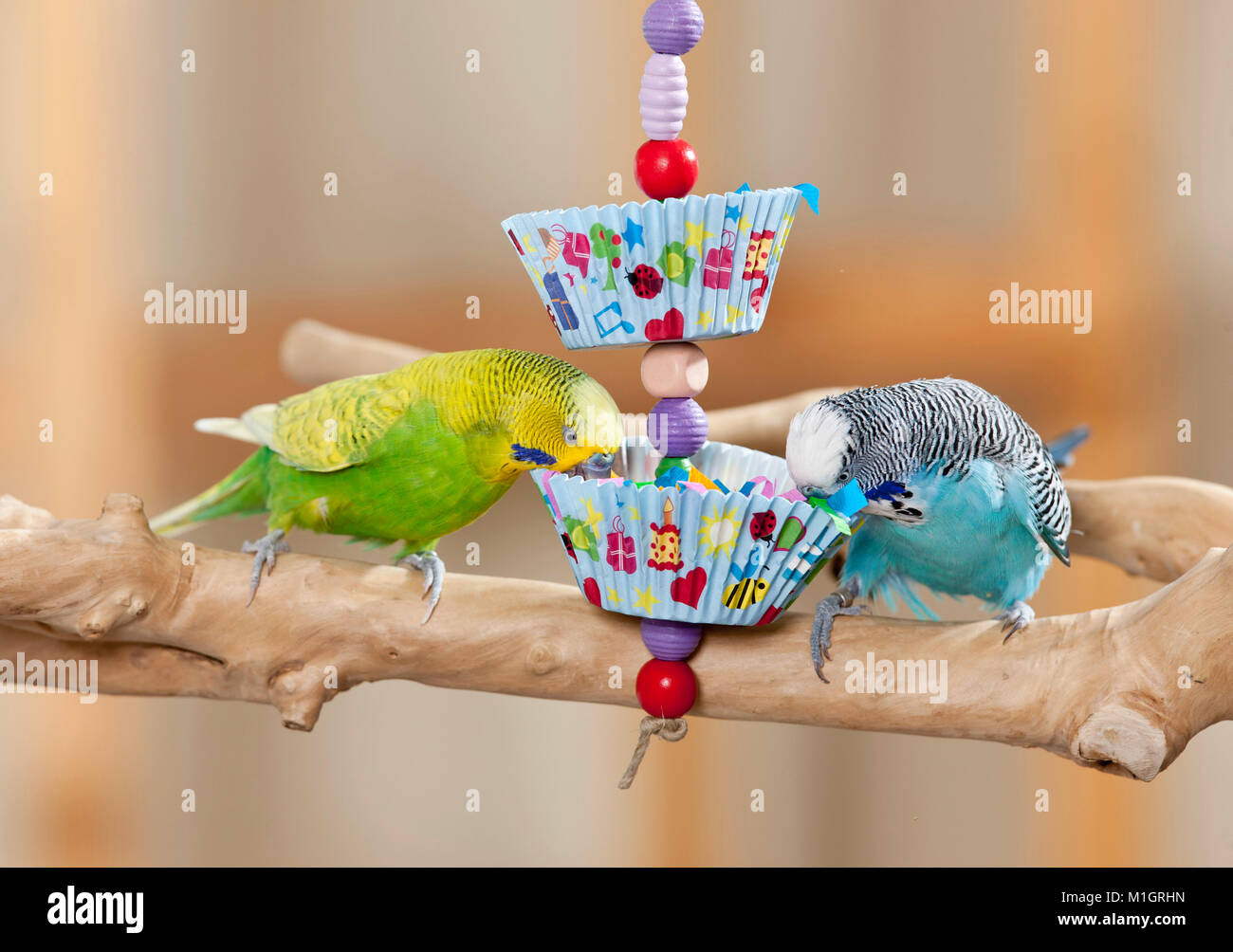 Budgerigar, Budgie (Melopsittacus undulatus). Male eating from self-made toy. Germany Stock Photo