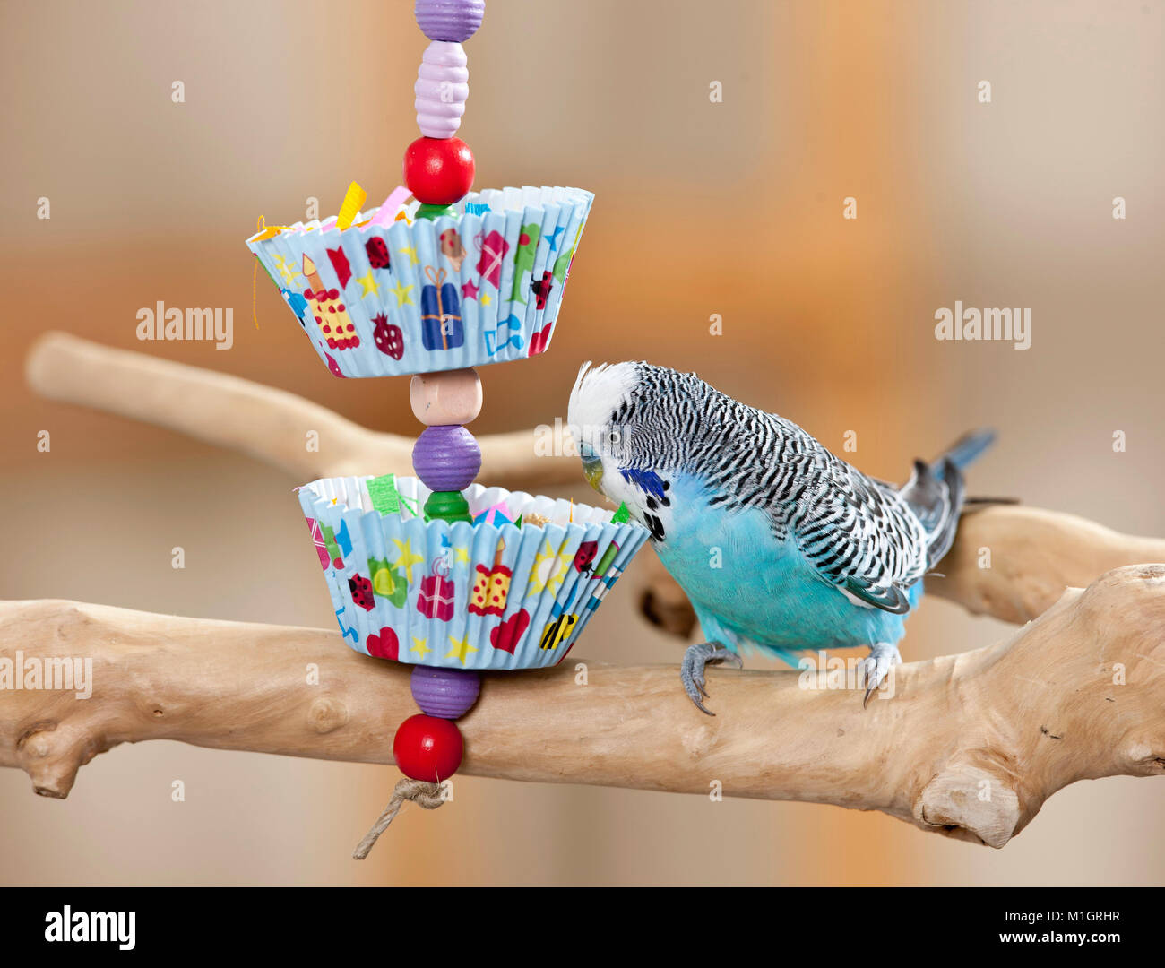 Budgerigar, Budgie (Melopsittacus undulatus). Male playing with self-made toy. Germany Stock Photo