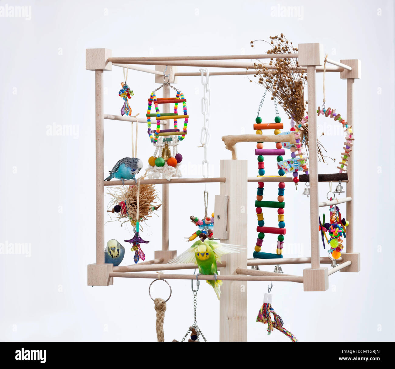 Budgerigar, Budgie (Melopsittacus undulatus). Three adults on a perch with various toys. Germany Stock Photo