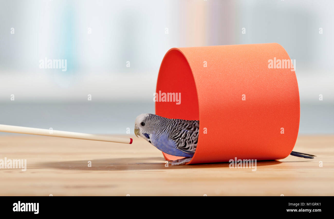 Budgerigar, Budgie (Melopsittacus undulatus). Adult learning to walking through a tunnel. Germany Stock Photo