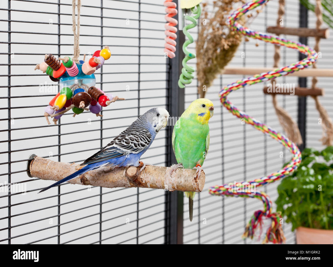 Budgerigar cages best sale for sale