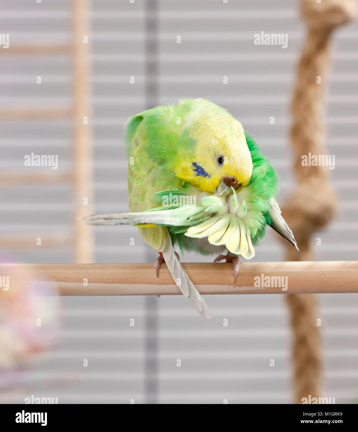 Budgerigar, Budgie (Melopsittacus undulatus). green juvenile preening in a cage. Germany Stock Photo