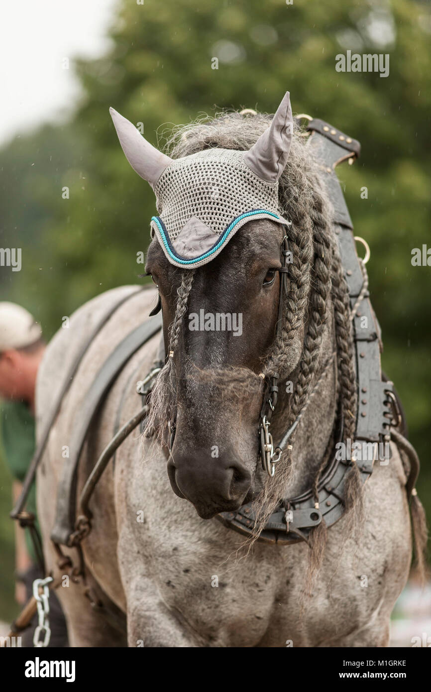 Belgian Draft Horse. Portrait of black adult in harness with collar. Germany Stock Photo