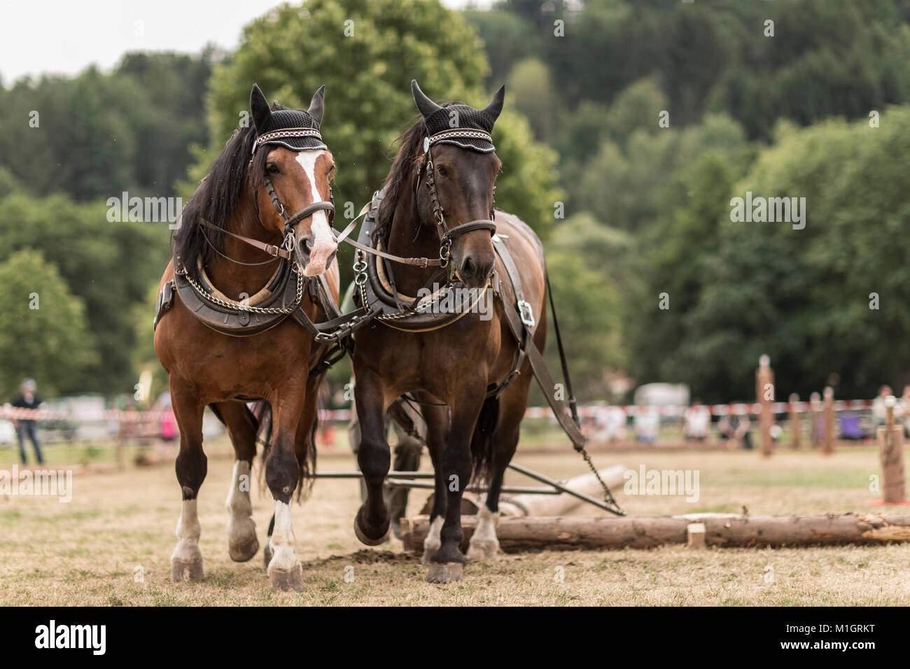 South German Coldblood. Team of two during a logging competition in Bavaria, Germany Stock Photo