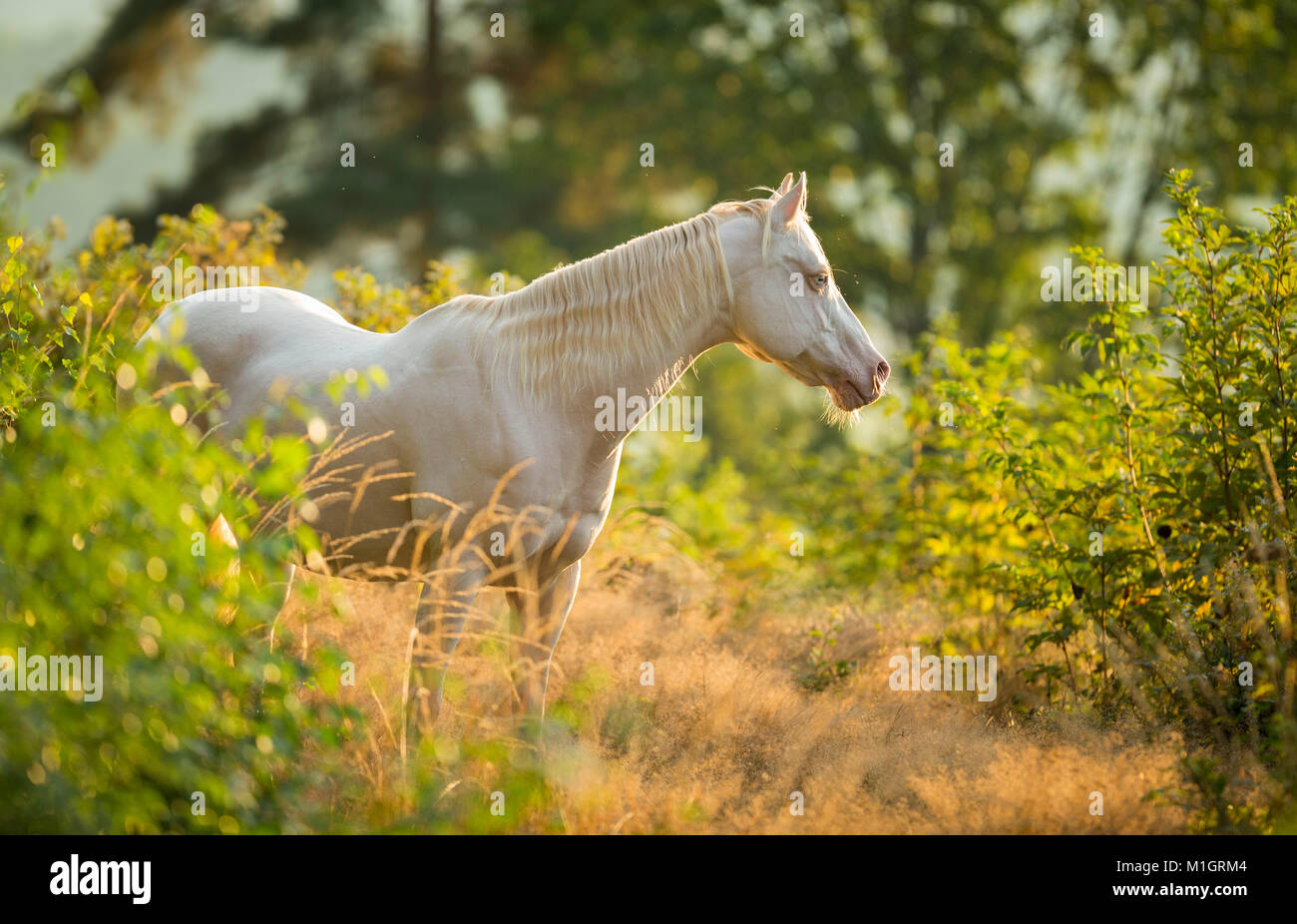 American Paint Horse. Gray adult standing on a slope in backlight. Germany.. Stock Photo