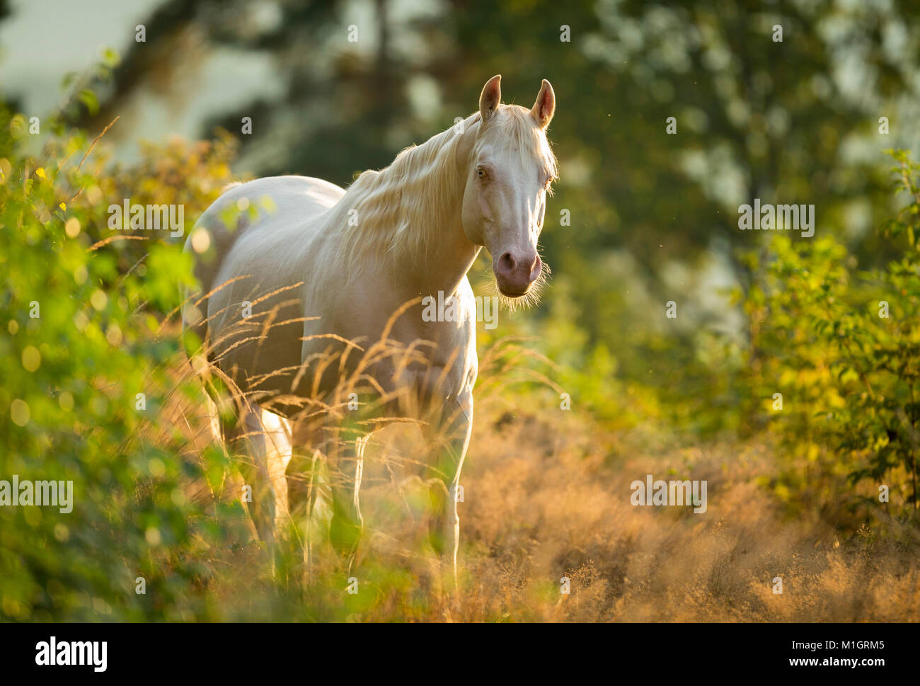 American Paint Horse. Gray adult standing on a slope while looking into the camera. Germany.. Stock Photo