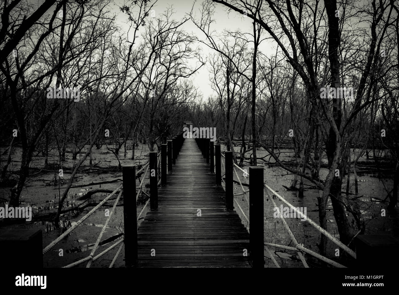 Silhouette of wood bridge with white rope fence in forest. Branches of trees in the cold forest with gray sky background in black and white tone. Desp Stock Photo