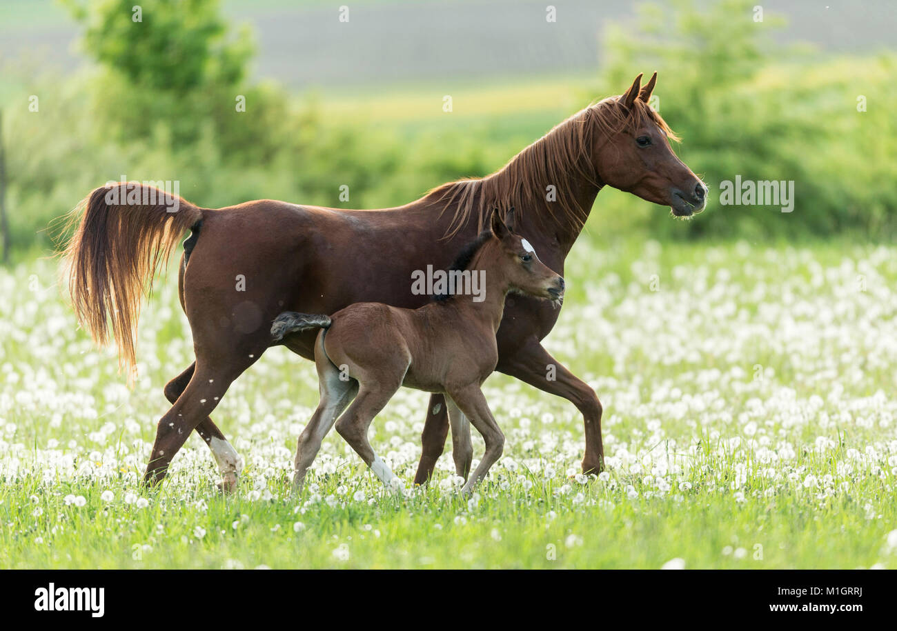 Purebred Arabian Horse. Chestnut mare with foal walking on a pasture with blowballs. Germany Stock Photo