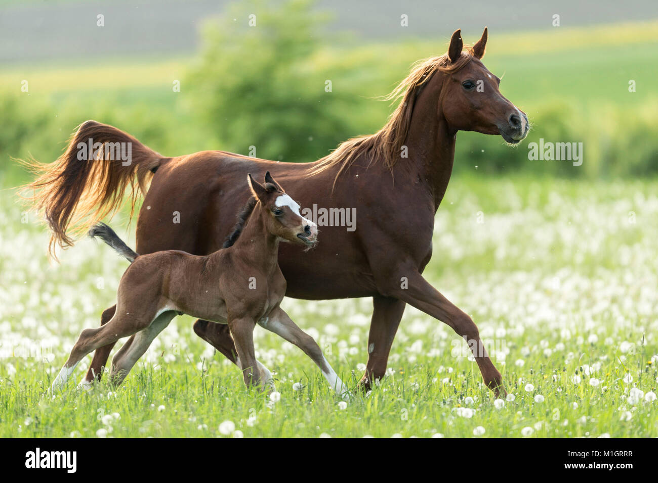 Purebred Arabian Horse. Chestnut mare with foal trotting on a pasture with blowballs. Germany Stock Photo