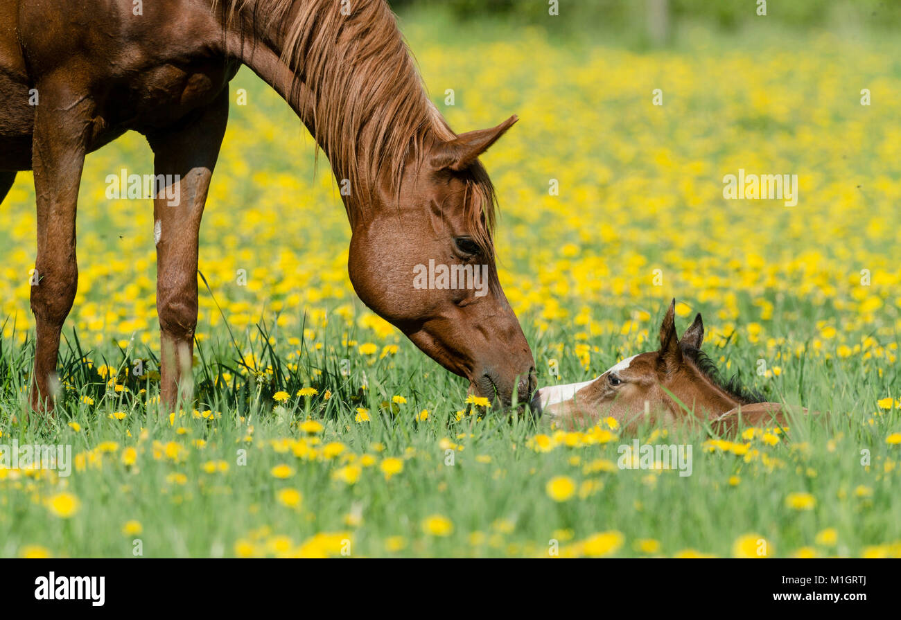 Purebred Arabian Horse. Chestnut mare sniffing at foal, lying on a flowering pasture. Germany Stock Photo