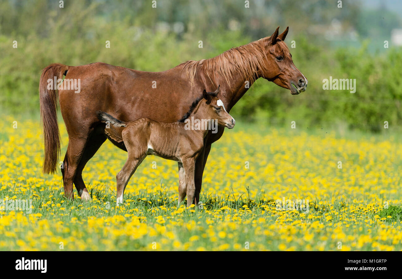 Purebred Arabian Horse. Chestnut mare with bay foal standing on a flowering pasture. Germany Stock Photo