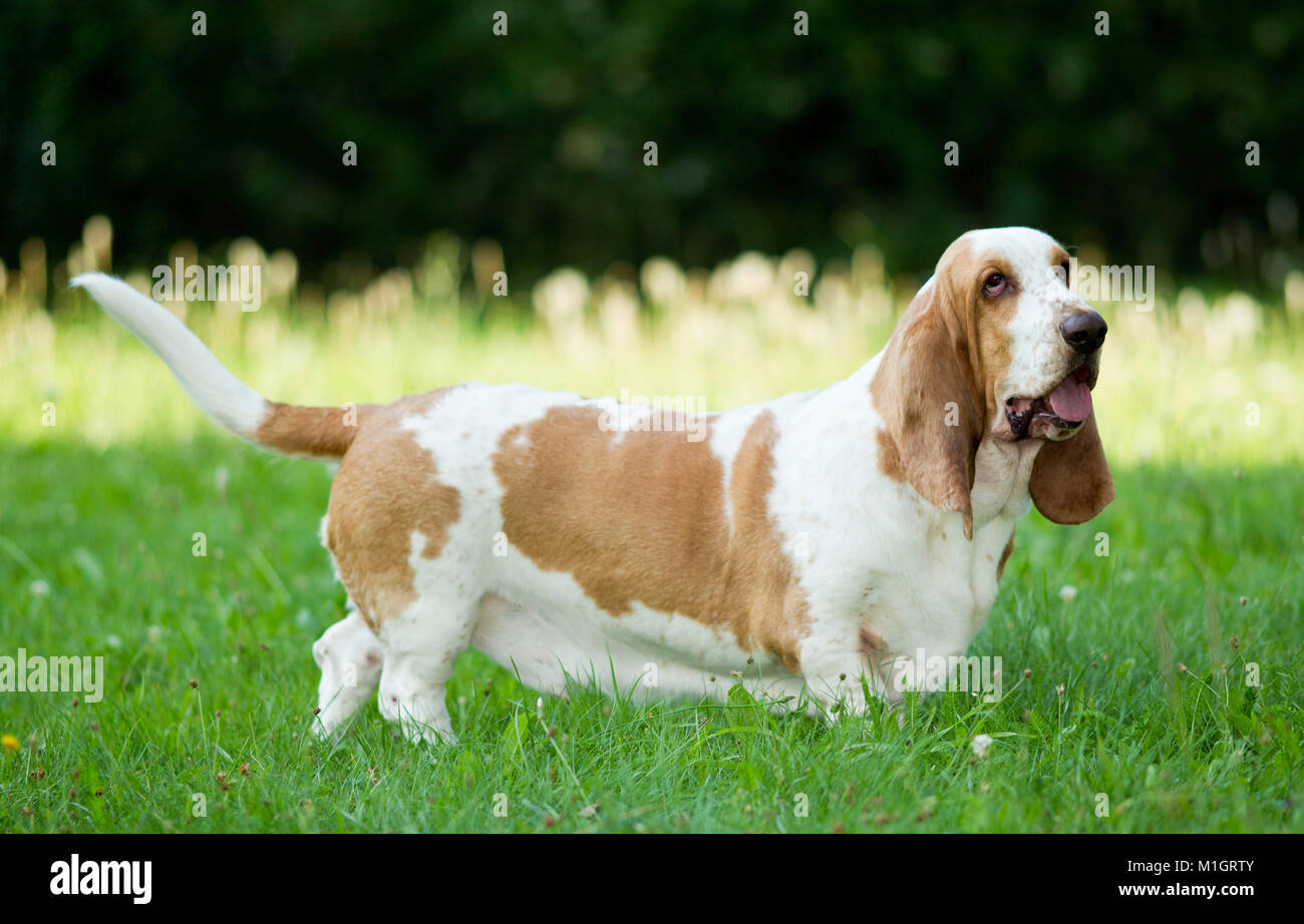 Basset Hound. Adult dog standing on a meadow. Germany Stock Photo