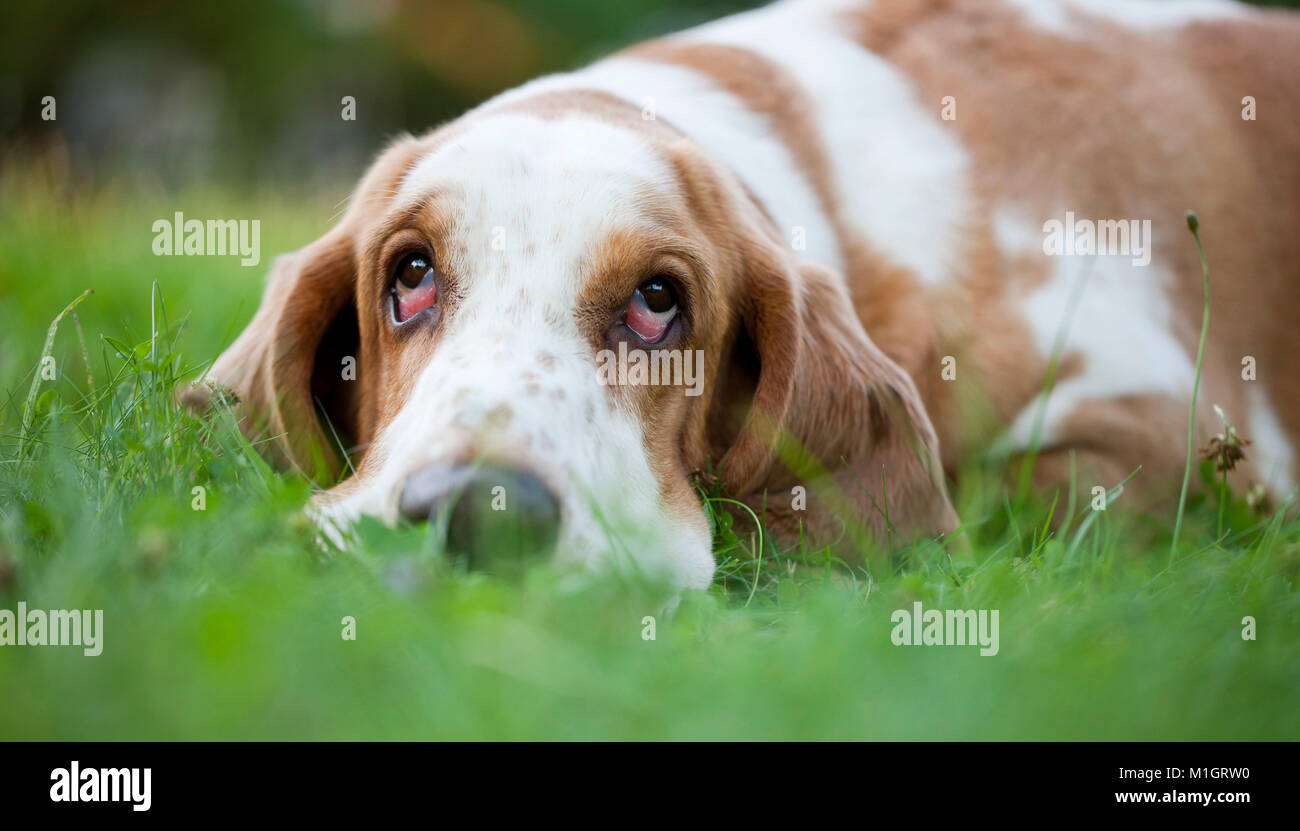 Basset Hound. Adult dog lying on a meadow. Germany Stock Photo