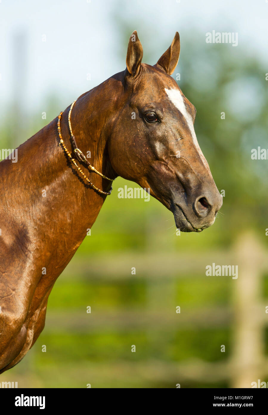 Akhal-Teke. Portrait with traditional tack. Germany Stock Photo