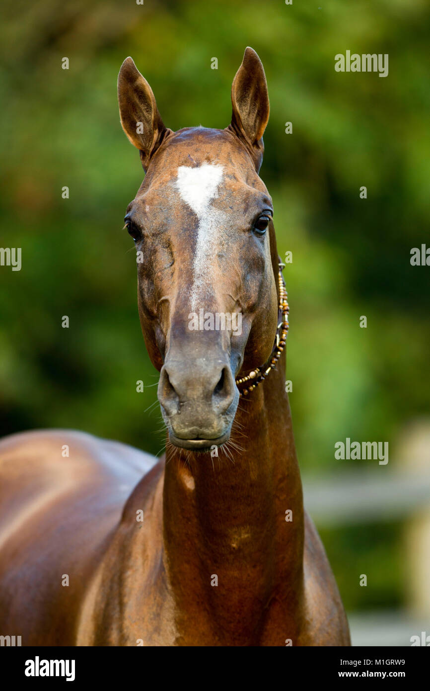 Akhal-Teke. Portrait with traditional tack. Germany Stock Photo