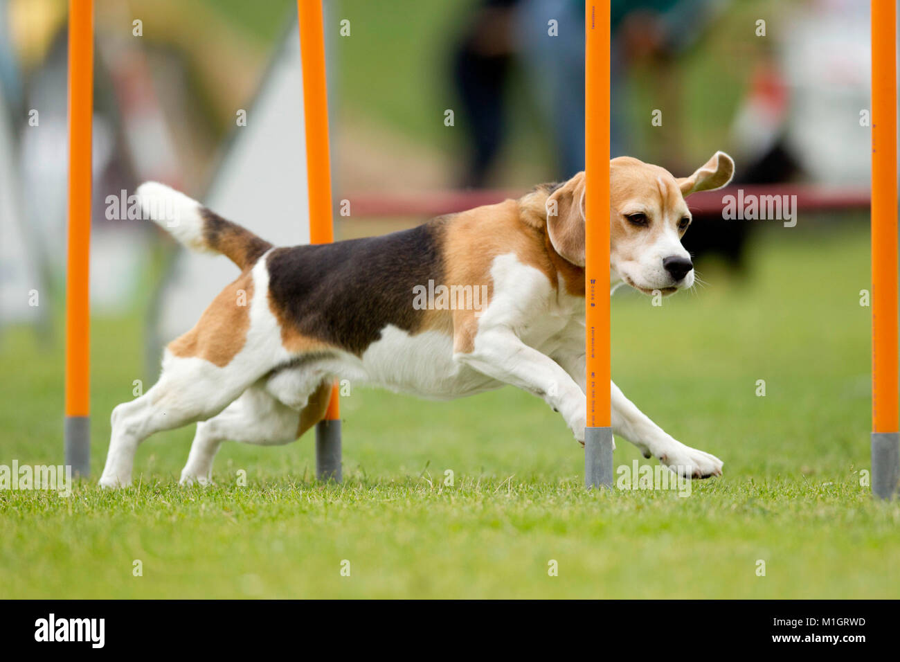 Beagle . Adult dog demonstrating fast weave poles in an obstacle course. Germany. Stock Photo