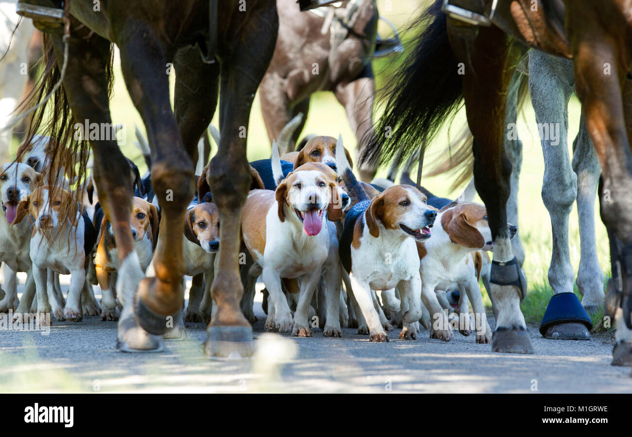 Beagle pack with riders. Germany.. Stock Photo