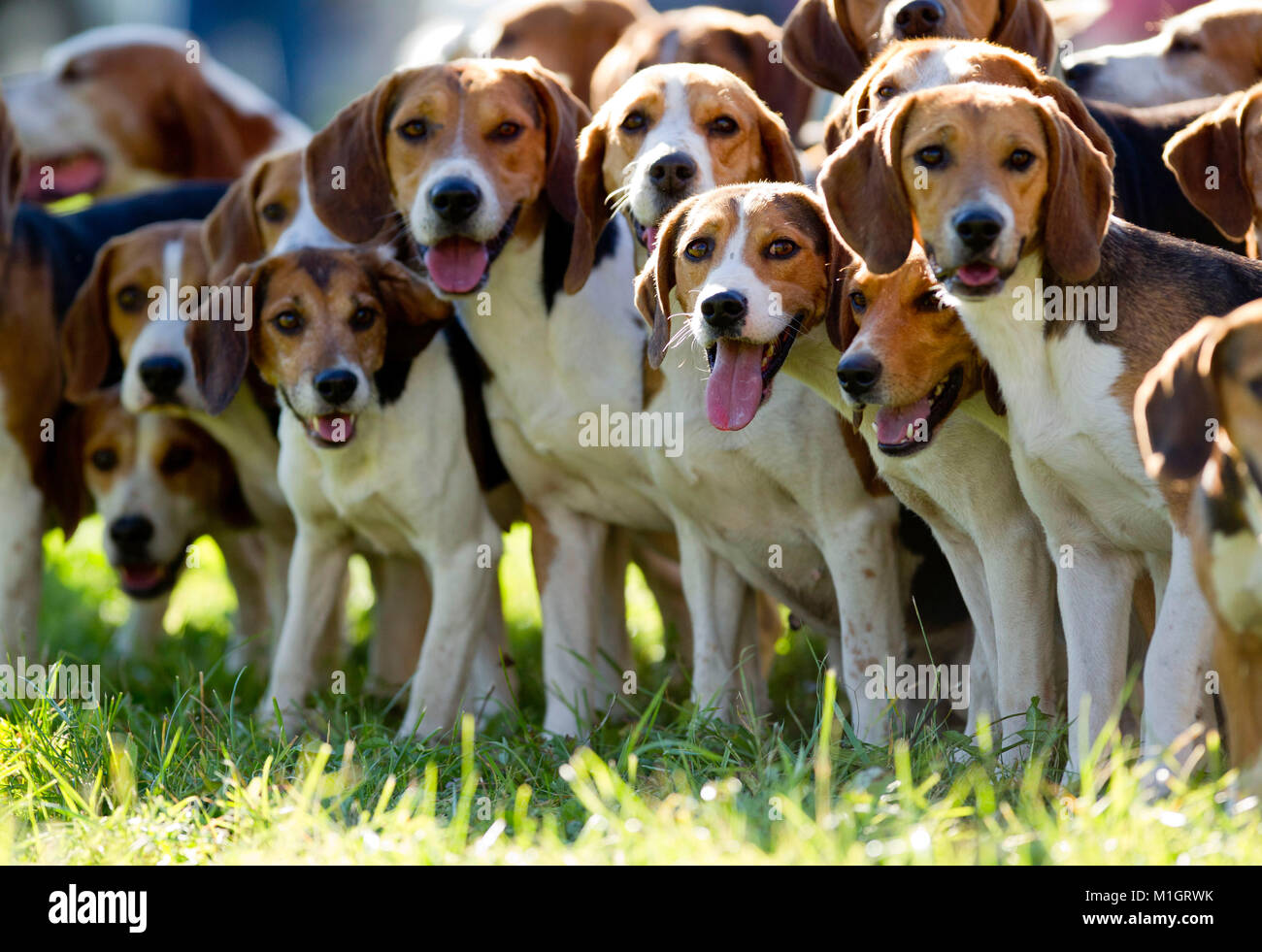 Beagle pack for hunting. Germany.. Stock Photo