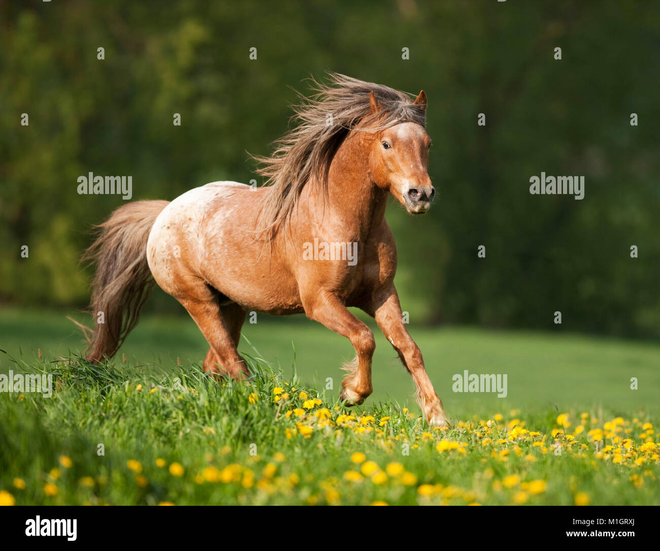 Pony galloping on a flowering meadow. Germany.. Stock Photo