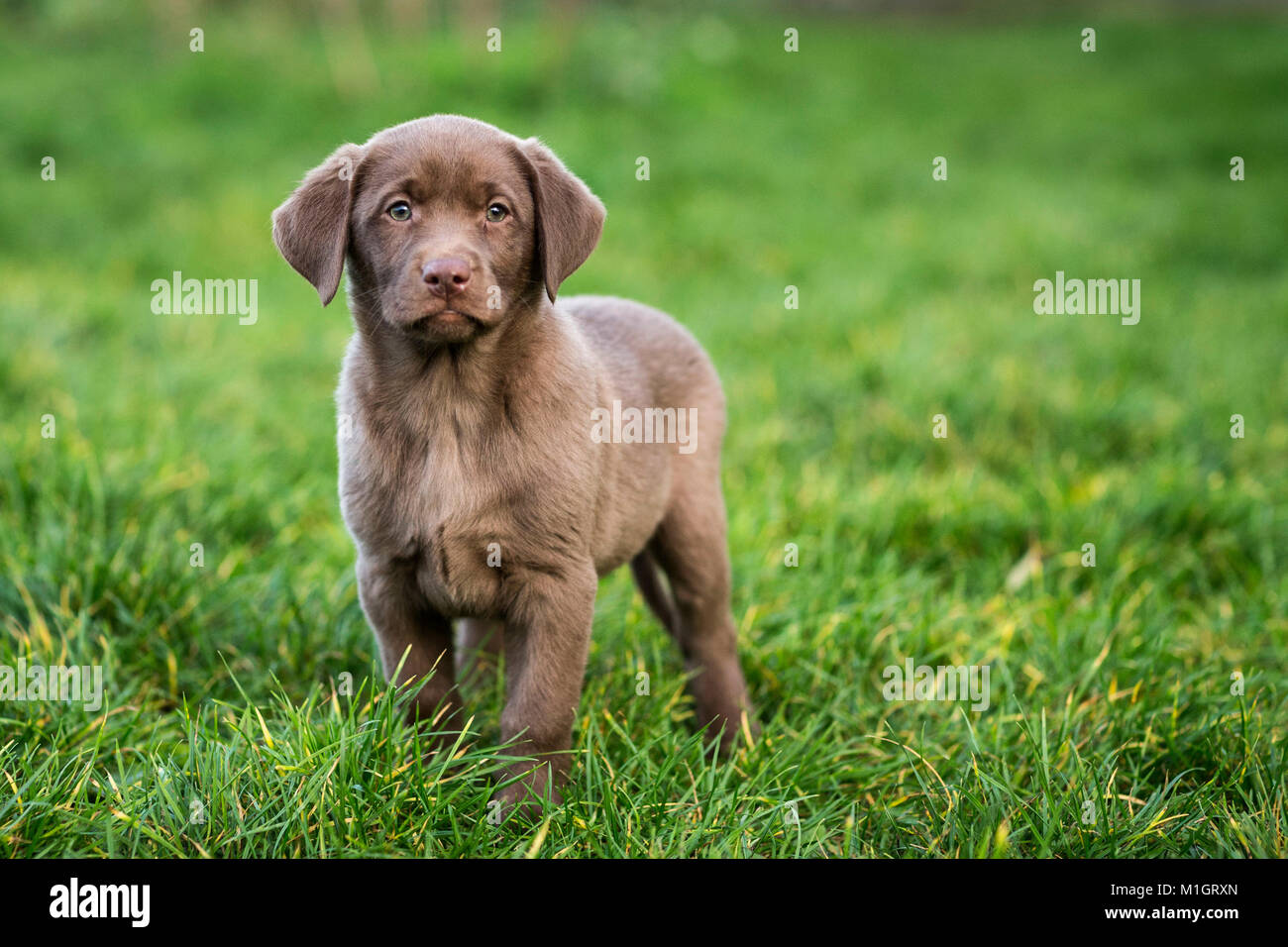 Labrador Rewtriever. Brown puppy standing in grass. Germany.. Stock Photo
