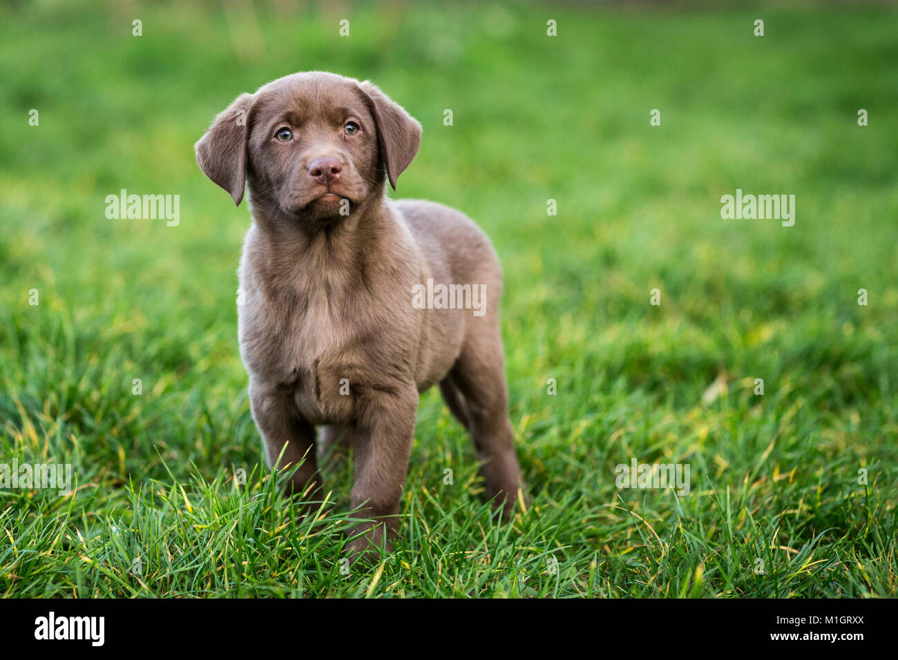 Labrador Rewtriever. Brown puppy standing in grass. Germany.. Stock Photo
