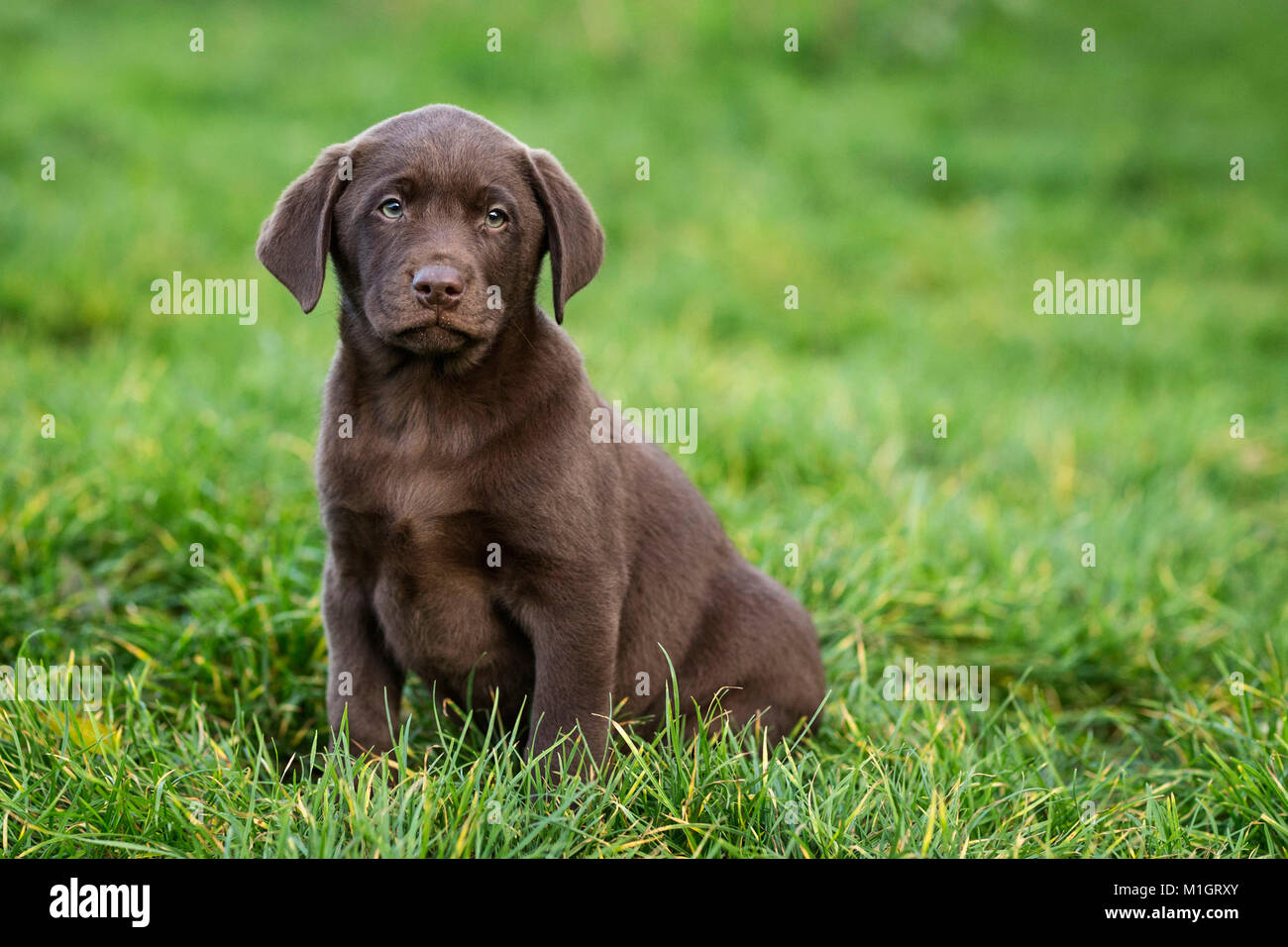 Labrador Rewtriever. Brown puppy sitting in grass. Germany.. Stock Photo