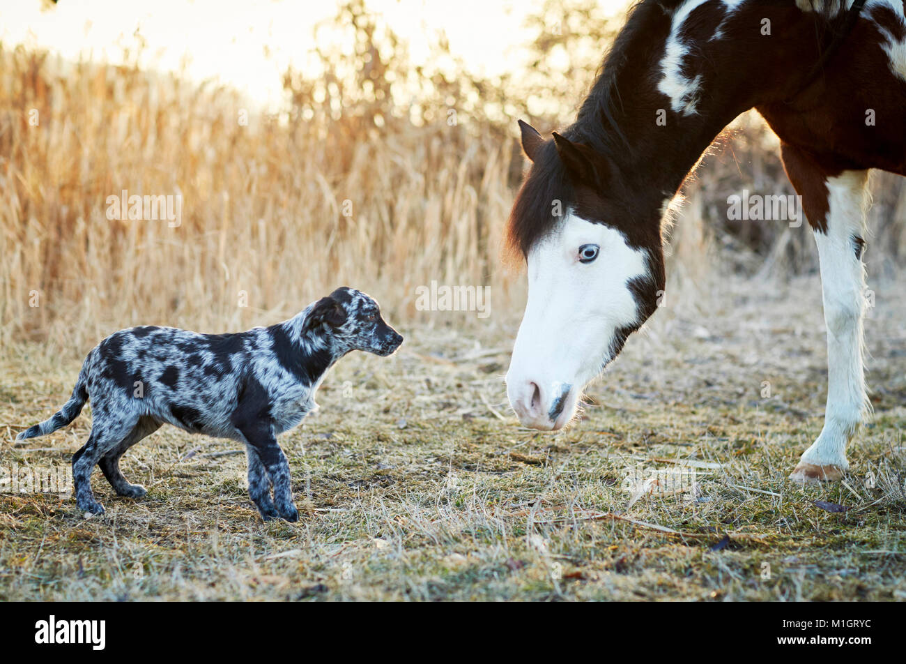 Animal friendship: Pintabian and young mixed-breed dog interacting. Germany Stock Photo