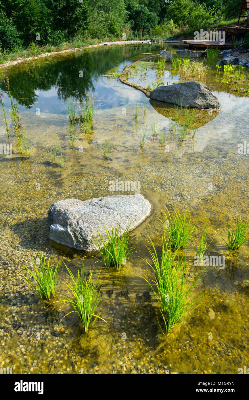 Plants used at natural swimming pond for purifying water Stock Photo