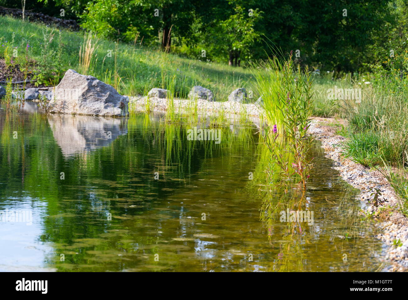 Plants used at natural swimming pond for purifying water Stock Photo