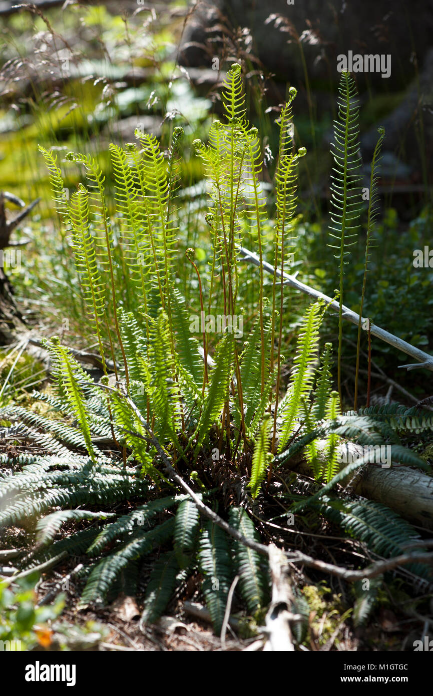 Blechnum spicant,Rippenfarn,Deer fern Stock Photo - Alamy