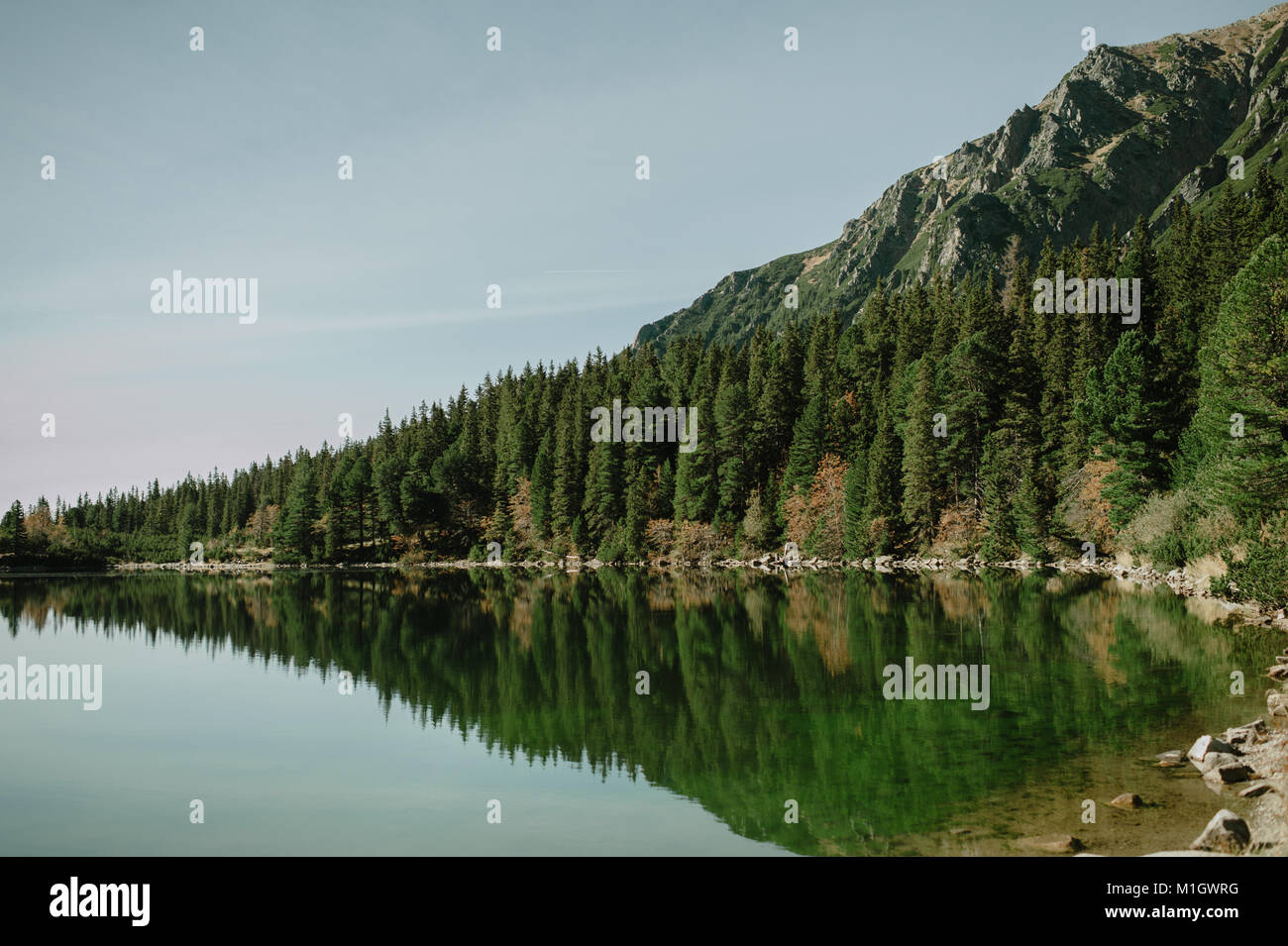 View of a forest lake with reflection of evergreen trees in the lake. Stock Photo