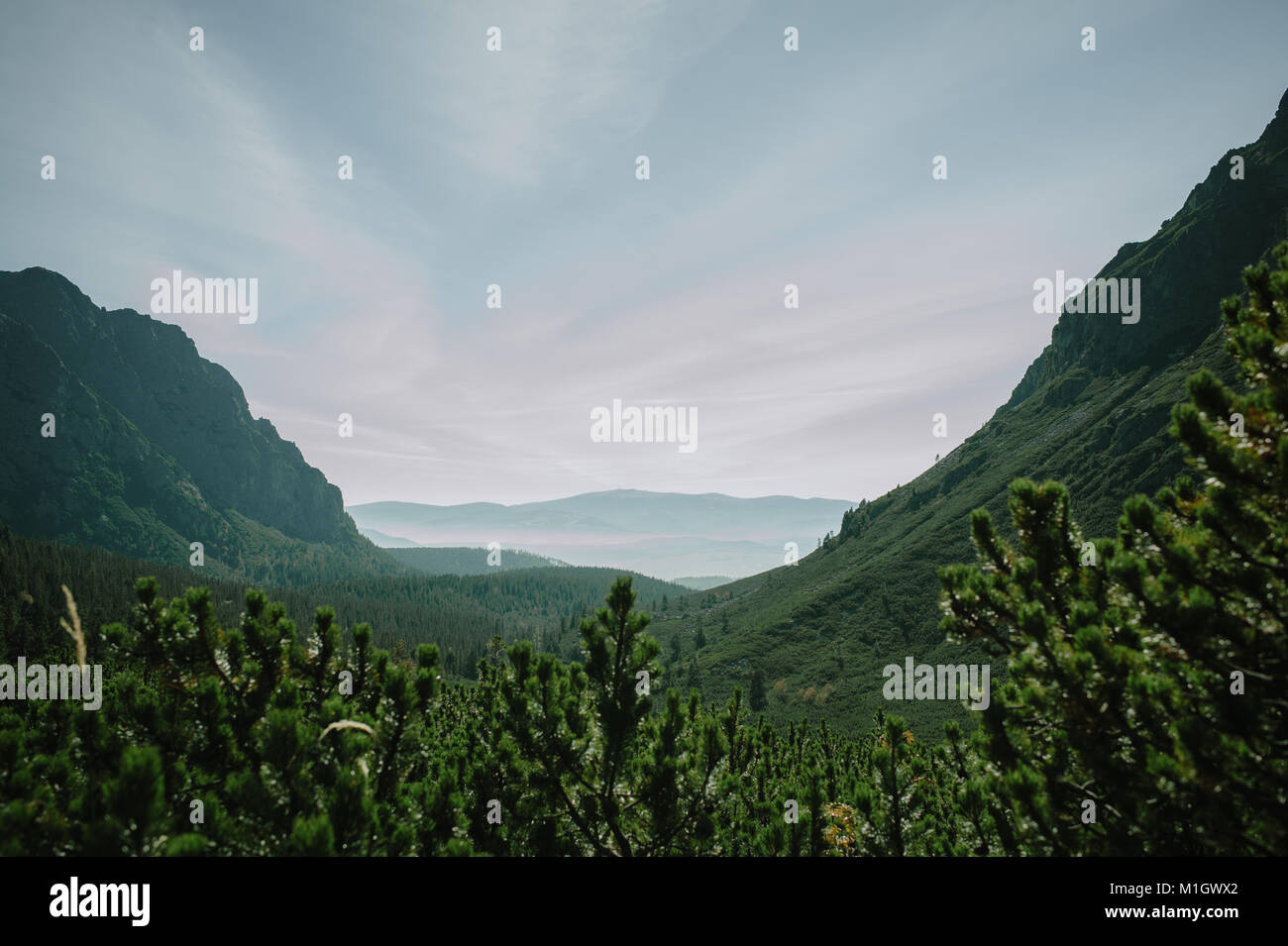 Green forest mountain valley of the High Tatras in Slovakia. Stock Photo