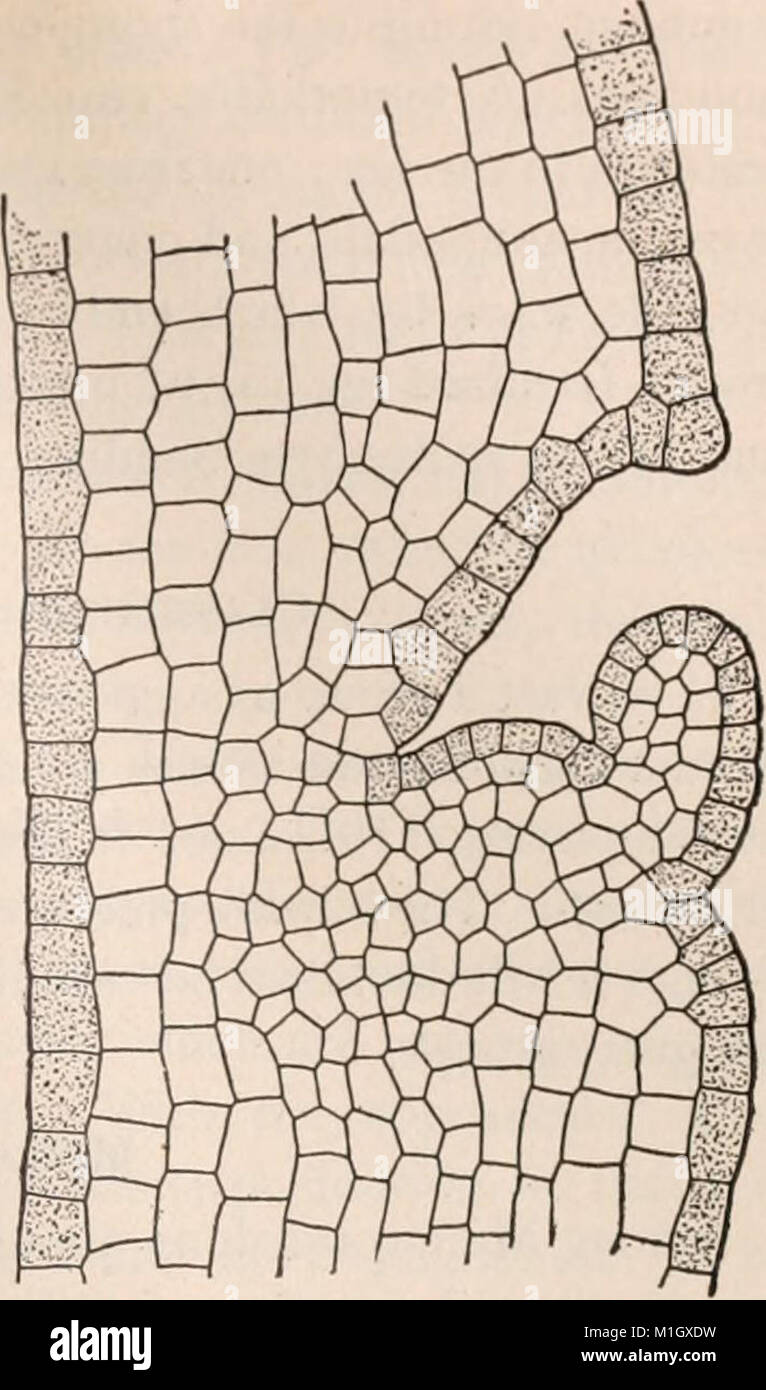 'A Textbook of Botany' (1910) is an academic guide focused on plant ...