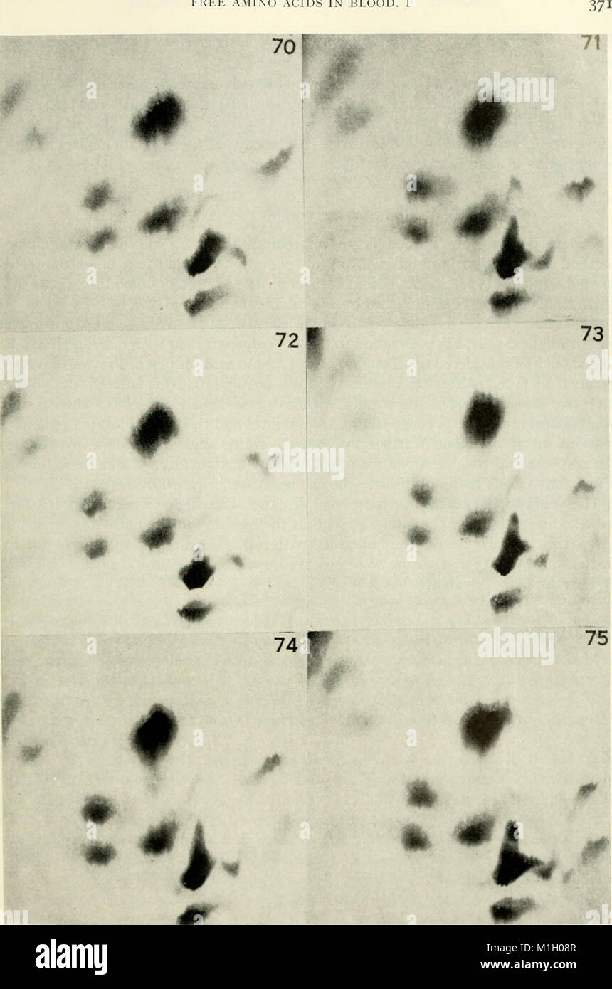 Amino acid pools distribution, formation and function of free amino acids; proceedings (1962