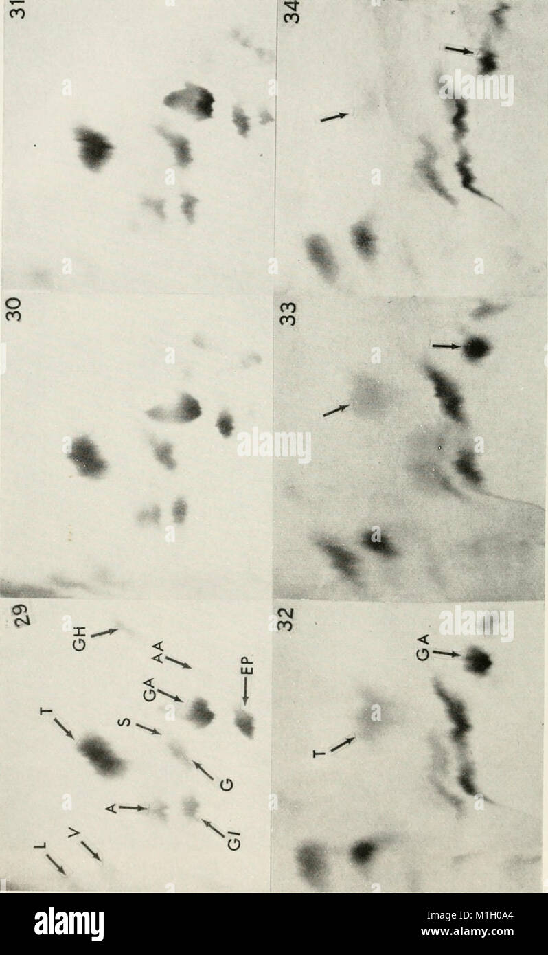 Amino acid pools distribution, formation and function of free amino acids; proceedings (1962