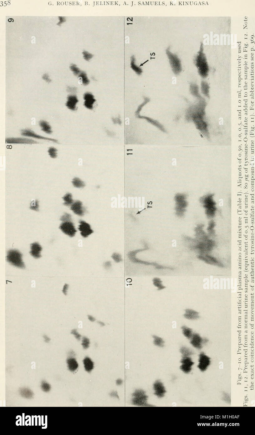 Amino acid pools distribution, formation and function of free amino acids; proceedings (1962