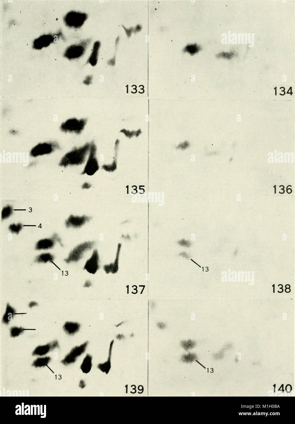 Amino acid pools distribution, formation and function of free amino acids; proceedings (1962