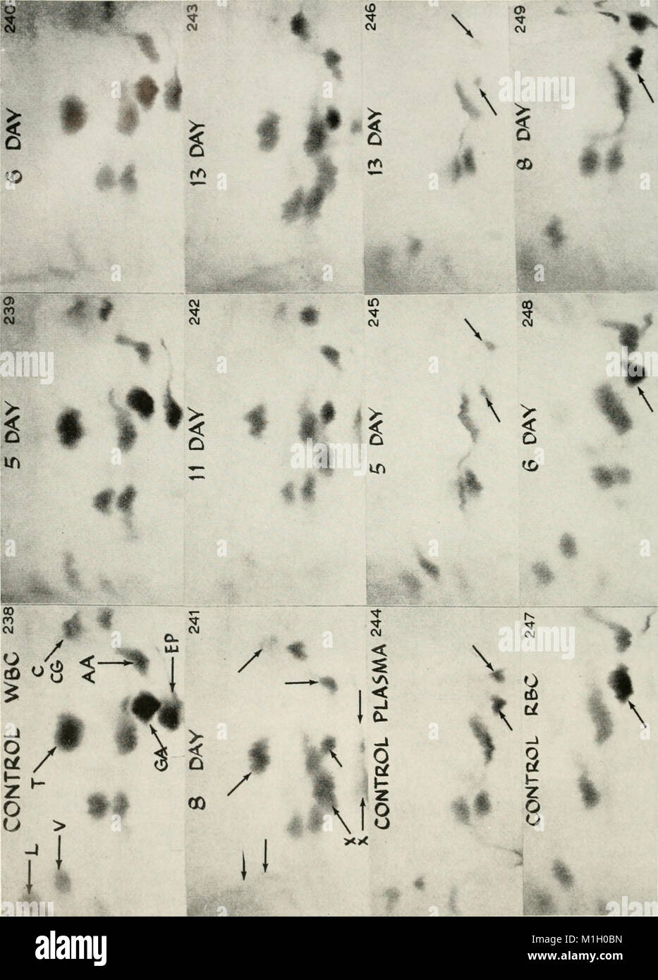 Amino acid pools distribution, formation and function of free amino acids; proceedings (1962