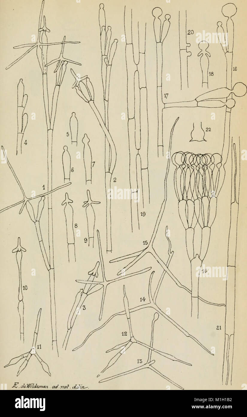 Annales de la Socit belge de microscopie (1875-1907) (18016371750) Stock Photo