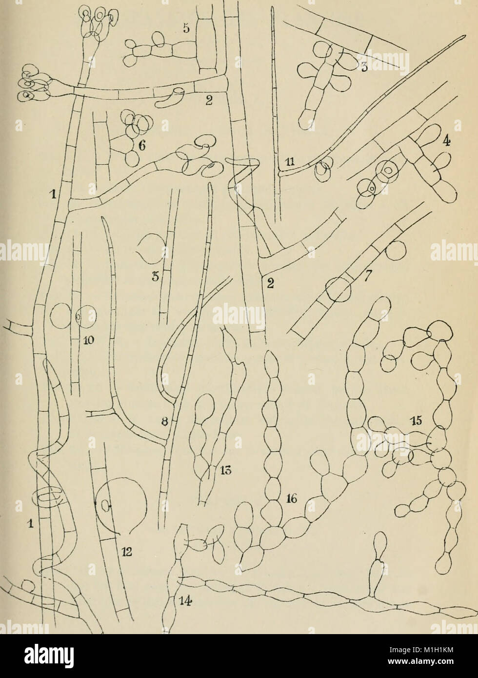 Annales de la Socit belge de microscopie (1875-1907) (17583483043) Stock Photo