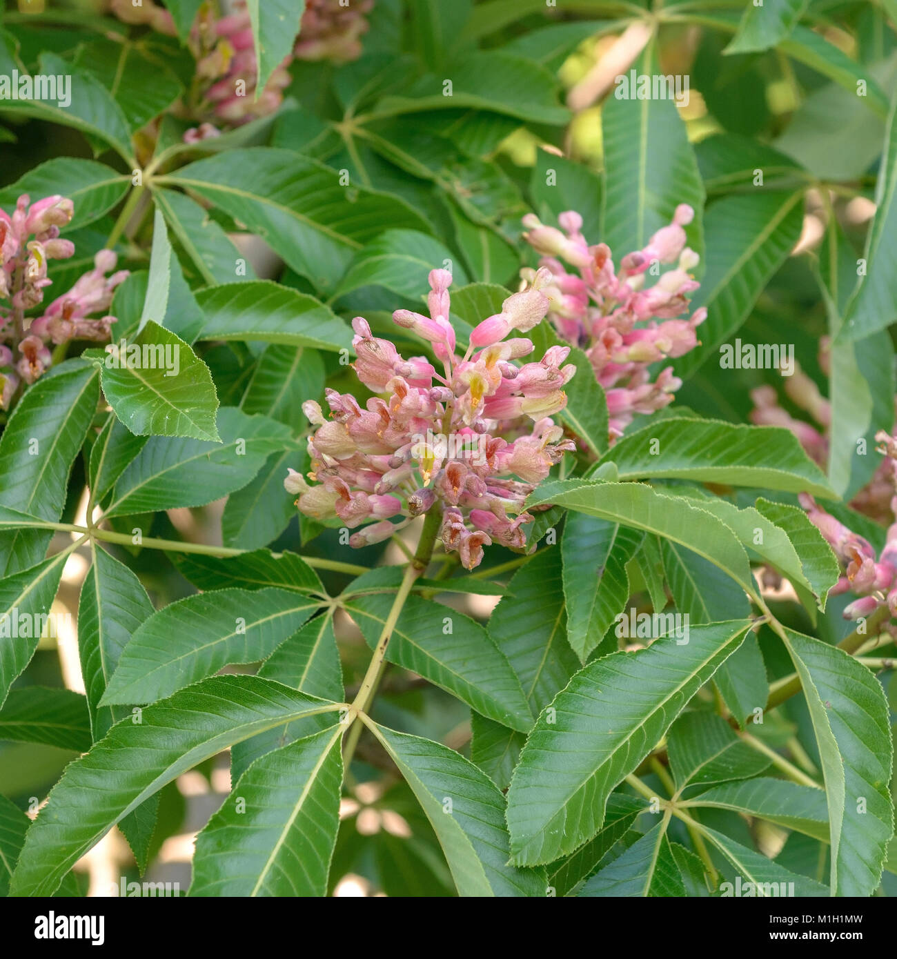 Horse chestnut (Aesculus × mutabilis Induta), Rosskastanie (Aesculus × mutabilis Induta) Stock Photo